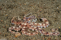 Abdopus sp.1 (White-V Octopus)