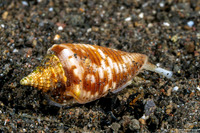 Conus acutangulus (Sharp-Angled Cone)