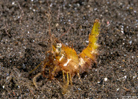 Sicyonia lancifer (Knight Rock Shrimp)