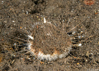 Maretia planulata (Longspine Heart Urchin)