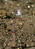 Corymorpha tropica (Corymorpha Tropica)