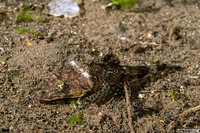 Sunagocia otaitensis (Fringelip Flathead)