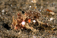 Abantennarius rosaceus (Spiny-Tufted Frogfish)