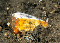 Conus arenatus (Sand-Dusted Cone)