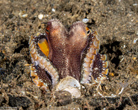 Amphioctopus marginatus (Coconut Octopus)