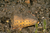 Conus pulicarius (Flea Cone)