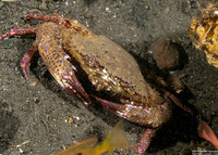 Charybdis natator (Ridged Swimming Crab)