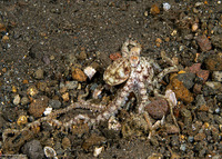 Abdopus sp.1 (White-V Octopus)