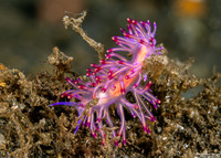 Coryphellina cf. pannae (Panna’s Coryphellina)