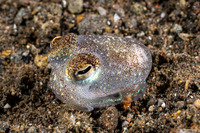 Euprymna berryi (Berry's Bobtail Squid)