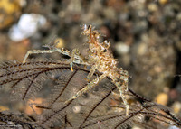 Hyastenus bispinosus (Hydroid Decorator Crab)