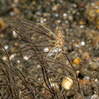 Hyastenus bispinosus (Hydroid Decorator Crab)