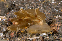 Melibe papillosa (Melibe Papillosa)