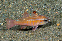 Ostorhinchus moluccensis (Moluccan Cardinalfish)