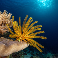 Anneissia bennetti (Bennett's Feather Star)