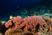 Lobophyllia hemprichii (Lobed Brain Coral)