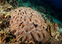 Lobophyllia hemprichii (Lobed Brain Coral)