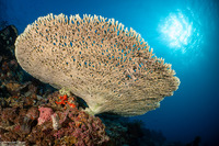 Acropora clathrata (Lattice Table Coral)