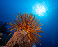 Anneissia bennetti (Bennett's Feather Star)