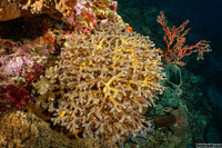 Seriatopora caliendrum (Green Birdsnest Coral)