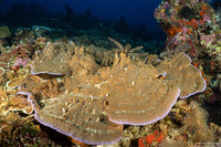 Montipora turtlensis (Montipora Turtlensis)