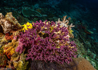 Chalinula nematifera (Coral Killing Sponge)