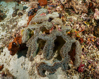 Fimbriaphyllia ancora (Anchor Coral)