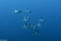 Mobula kuhlii (Shorthorned Pygmy Devil Ray)