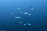 Mobula kuhlii (Shorthorned Pygmy Devil Ray)