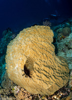 Porites sp.1 (Porites sp.1)