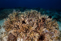 Acropora muricata (Common Staghorn Coral)