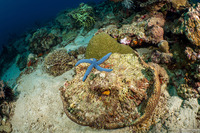 Linckia laevigata (Blue Sea Star)