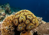 Lobophyllia diminuta (Lobophyllia Diminuta)