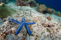 Linckia laevigata (Blue Sea Star)