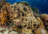 Porites cylindrica (Yellow Finger Coral)