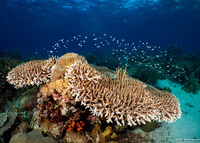 Acropora granulosa (Granular Table Coral)