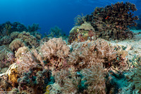 Scorpaenopsis oxycephala (Tasseled Scorpionfish)