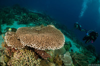 Acropora granulosa (Granular Table Coral)