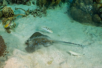 Neotrygon kuhlii (Blue-Spotted Stingray)