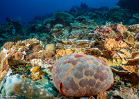 Culcita novaeguineae (Cushion Star)