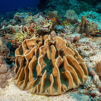 Pectinia lactuca (Lettuce Coral)