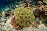 Lobophyllia hemprichii (Lobed Brain Coral)