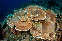 Pachyseris gemmae (Gemma's Coral)