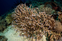 Acropora akajimensis (Acropora Akajimensis)