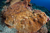 Platygyra lamellina (Hard Brain Coral)