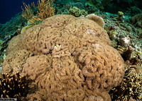 Lobophyllia hemprichii (Lobed Brain Coral)