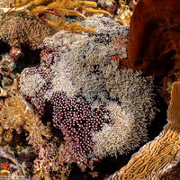 Tubipora musica (Organ Pipe Coral)