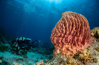 Xestospongia testudinaria (Barrel Sponge)