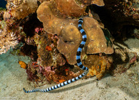 Laticauda colubrina (Banded Sea Krait)