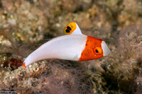 Cetoscarus ocellatus (Spotted Parrotfish)